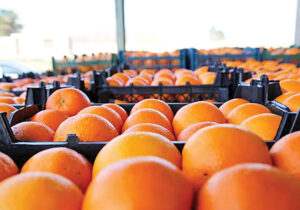 ۱۶۰۰ تن سیب و پرتقال عید در ۱۷ جایگاه عرضه میوه توزیع می‌شود
