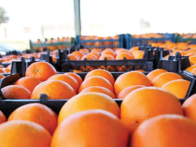 ۱۶۰۰ تن سیب و پرتقال عید در ۱۷ جایگاه عرضه میوه توزیع می‌شود