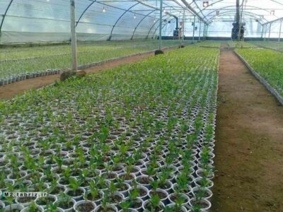 تولید و کاشت ۱۵۰ هزار گلدان انواع نشاء گل توسط شهرداری منطقه ۲ تبریز