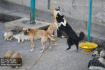 جمع‌آوری ۱۰۲ قلاده سگ بلاصاحب در اصفهان