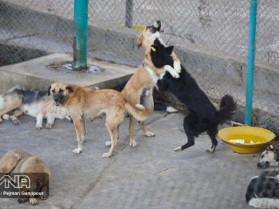 جمع‌آوری ۱۰۲ قلاده سگ بلاصاحب در اصفهان