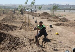 کاشت ۲ هزار و ۳۰۰ اصله درخت در جنوب غرب تبریز