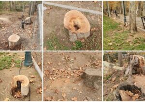 شهرداری تهران از مجموعه سعدآباد شکایت کرد/ دستور بازدید مجدد از محوطه کاخ برای جلوگیری از تداوم قطع درختان