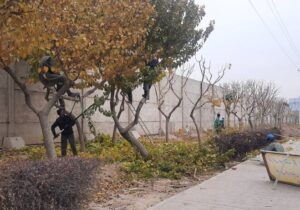 آغاز عملیات هرس زمستانه درختان در منطقه۲٠