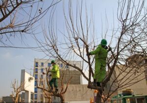 درختان خزان‌پذیر شهر اصفهان هرس زمستانه‌ می‌شوند
