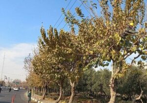 هرس ۱۵ هزار اصله درخت در معابر و بوستان‌های منطقه ۱۴