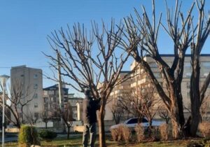 هرس و بازپیرایی زمستانه درختان در منطقه ۳ کرج
