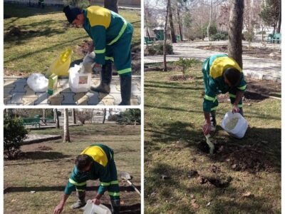 اجرای عملیات چالکود زمستانه درختان در فضاهای سبز منطقه ۴ پایتخت
