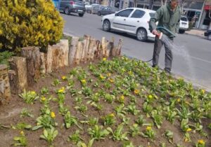 کاشت بیش از ۳ هزار بوته گل فصلی همیشه بهار در عرصه‌های فضای سبز منطقه ۹