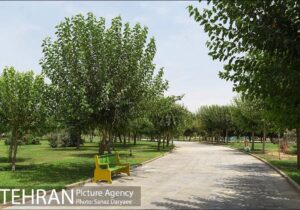 درختان ارزشمند تهران به عنوان میراث طبیعی ثبت می‌شوند
