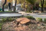 برخورد با مسببین قطع درختان شهری تالش