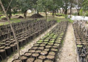 اهداء و کاشت رایگان ۶۵۰۰ اصله نهال در منطقه ۸