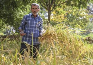 برداشت برنج به روش سنتی در پارک ایران کوچک