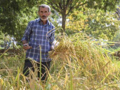 برداشت برنج به روش سنتی در پارک ایران کوچک