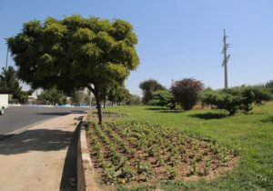 شهریار نیوز – تدارک پاییزی شهرداری منطقه۷ با کاشت بیش از ۱۲۶ هزار بوته گل فصلی