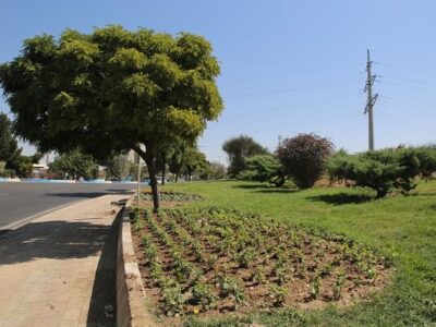 شهریار نیوز – تدارک پاییزی شهرداری منطقه۷ با کاشت بیش از ۱۲۶ هزار بوته گل فصلی