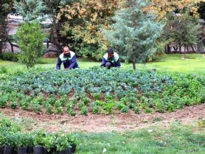 شهریار نیوز – اجرای طرح‌های گلکاری پاییزه در سطح تبریز