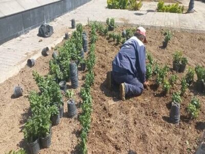 شهریار نیوز – کاشت گل‌های داودی و کلم زینتی در معابر و پارک‌های منطقه ۱۰