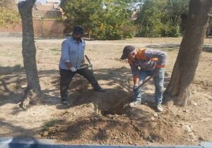 آغاز اجرای عملیات چالکود درختان در انبوهکاری‌های سطح تبریز