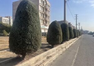 هرس بیش از ۳۰۰۰ اصله درختان سوزنی در منطقه ۳ کرج