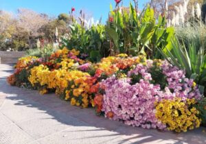 شهریار نیوز – جلوه گری زیبای گل های داودی در باغ گلستان