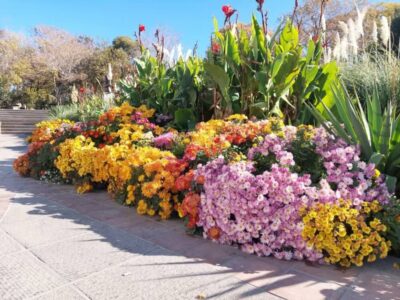 شهریار نیوز – جلوه گری زیبای گل های داودی در باغ گلستان