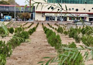 توسعه فضای سبز میدان شهید بهشتی با کاشت ۱۲۶۰ اصله درخت و درختچه