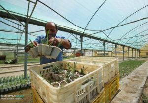 تهیه و کاشت بذر ۲.۵ میلیون بوته گل نشایی در مراکز تولیدی گل و گیاه
