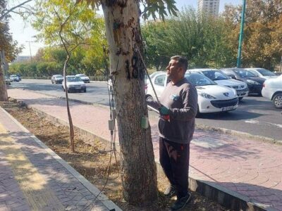 شناسایی و رفع خطر بیش از ۱۳۰ اصله درخت کهنسال در منطقه۲