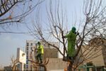 هرس زمستانه ۳۸ هزار اصله درخت در منطقه ۵ اصفهان