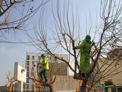 هرس زمستانه ۳۸ هزار اصله درخت در منطقه ۵ اصفهان
