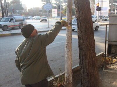 آغاز طرح مقاوم‌سازی درختان در برابر آسیب‌های مختلف در منطقه ۱۵ اصفهان