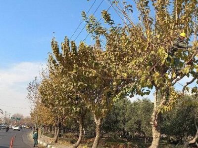هرس ۱۵ هزار اصله درخت در معابر و بوستان‌های منطقه 14