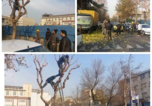 آغاز عملیات هرس وبازپیرایی درختان در محله فردوسی