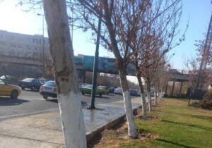 اجرای طرح باندینگ ۱۱۰۰ اصله درخت در منطقه ۲