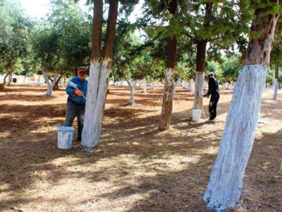 اجرای عملیات باندینگ ۳۰۰ اصله درخت در بوستان زندگی