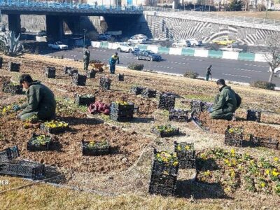 کاشت بیش از ۳۰ هزار نشاء گل‌های فصلی در بزرگراه شهید یاسینی