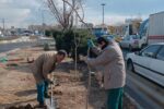 کاشت ۱۵۰ نهال باران طلایی در منطقه ۹