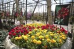 کرج آماده برگزاری باشکوه دهمین جشنواره لاله‌ها شد