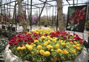 کرج آماده برگزاری باشکوه دهمین جشنواره لاله‌ها شد